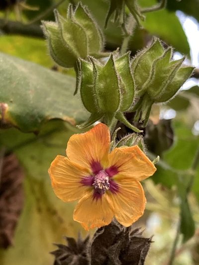 Abutilon divaricatum, photographed by Juanito Escamilla