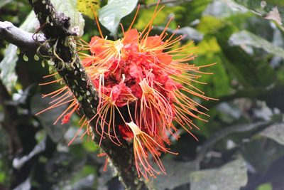 Brownea macrophylla, photographed by Martha Lucia Ortiz-Moreno