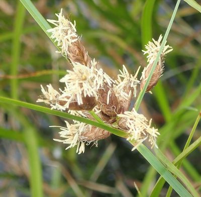 Bolboschoenus caldwellii, photographed by John Steel