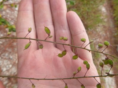 Desmodium ciliare, photographed by cwarneke