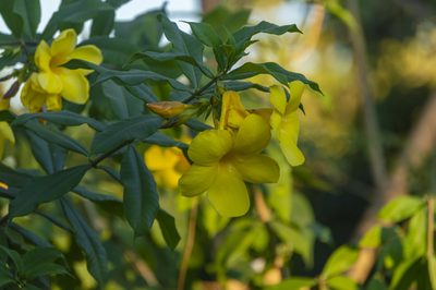 Allamanda cathartica, photographed by Luis Rubio-Yépez