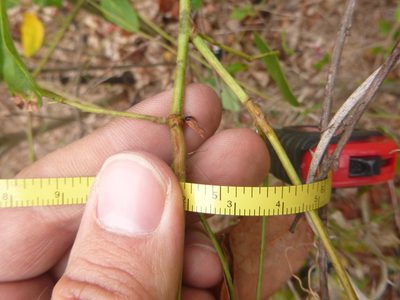 Desmodium laevigatum, photographed by cwarneke