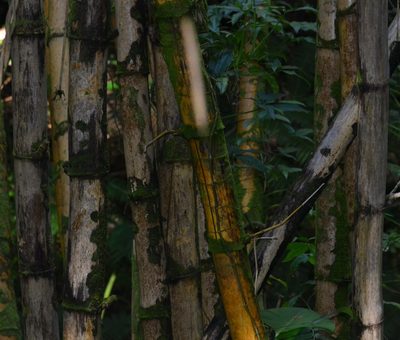 Bambusa vulgaris, photographed by kbkash