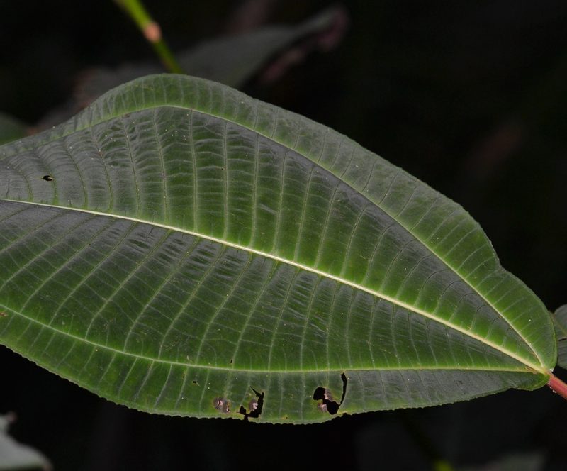 Miconia calvescens, photographed by kbkash