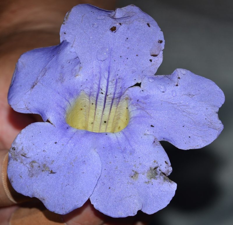 Thunbergia laurifolia, photographed by kbkash