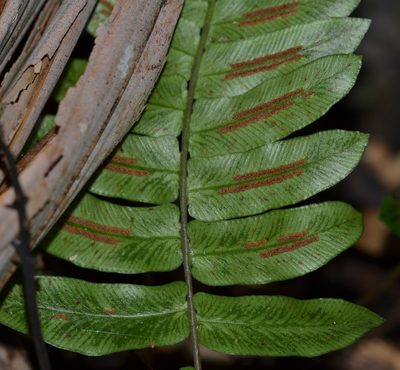 Blechnum appendiculatum, photographed by kbkash