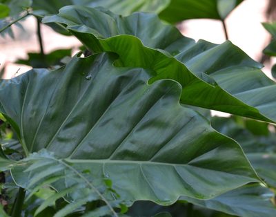 Philodendron lacerum, photographed by kbkash
