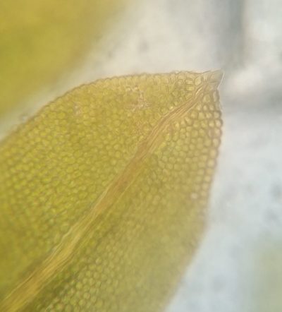 Fissidens bushii, photographed by Zihao Wang