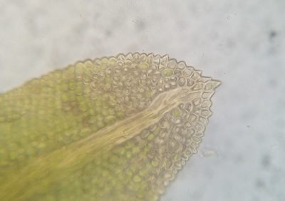 Fissidens bushii, photographed by Zihao Wang