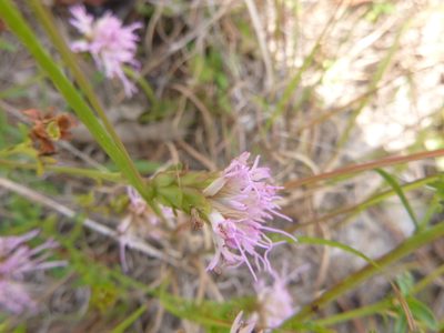 Carphephorus bellidifolius, photographed by cwarneke