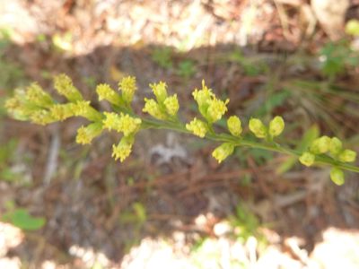Solidago stricta, photographed by cwarneke
