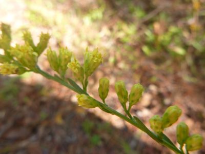 Solidago stricta, photographed by cwarneke