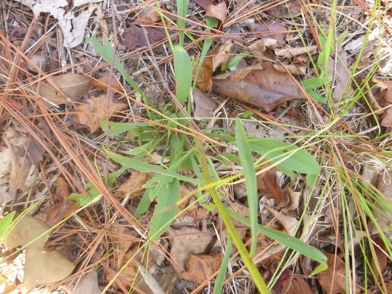 Solidago stricta, photographed by cwarneke