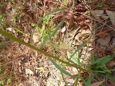 Solidago stricta, photographed by cwarneke