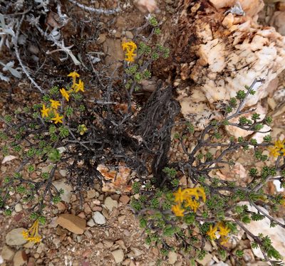 Lasiosiphon deserticola, photographed by Di Turner