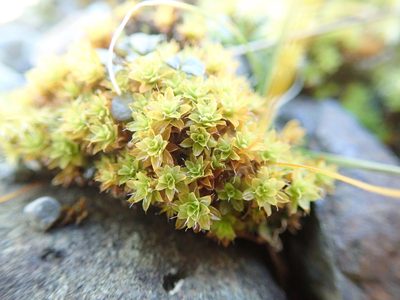 Syntrichia princeps, photographed by Randal