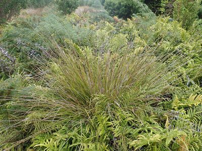 Carex rafflesiana, photographed by Peter de Lange