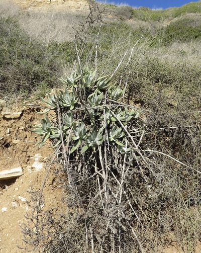 Dudleya virens, photographed by redrovertracy
