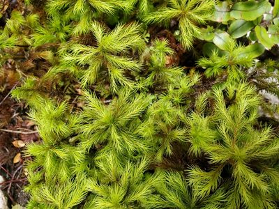 Dendroligotrichum tongariroense, photographed by rempson