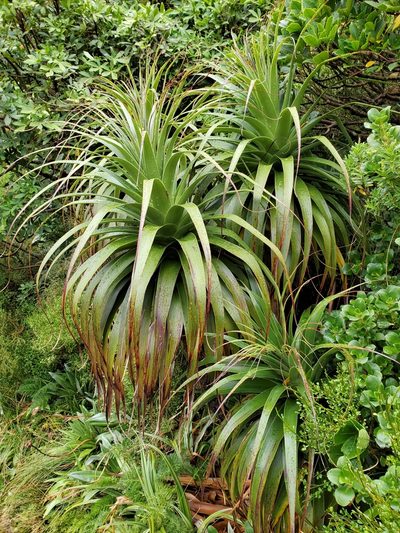 Dracophyllum fiordense, photographed by rempson