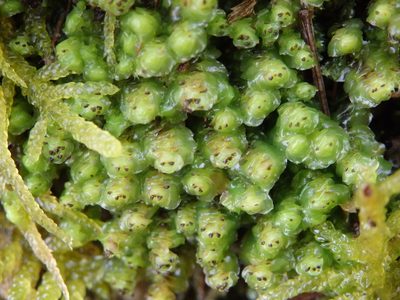 Scapania nemorea, photographed by Carminda Santos
