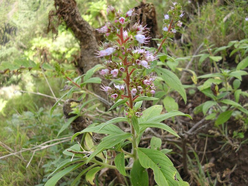 Echium strictum, photographed by Felicia Seichter