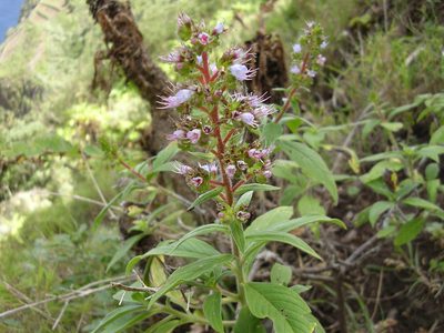Echium strictum, photographed by Felicia Seichter
