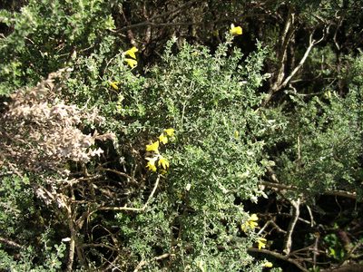 Genista canariensis, photographed by Felicia Seichter