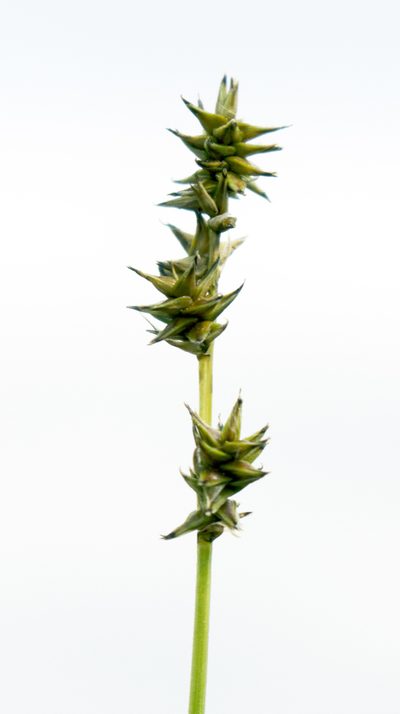 Carex sterilis, photographed by aarongunnar