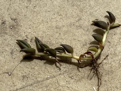 Senecio radicans, photographed by Christina