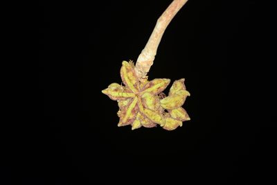 Sterculia urens, photographed by S.MORE