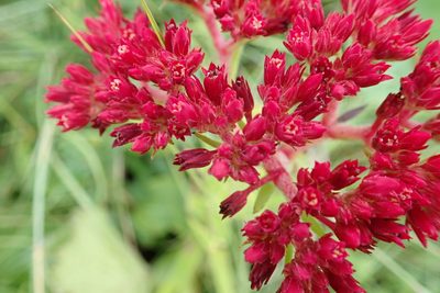 Crassula alba, photographed by Peter Warren