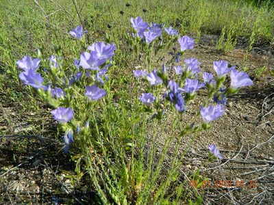 Linum hirsutum, photographed by Galyna Mykytynets
