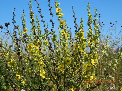 Verbascum chaixii, photographed by Galyna Mykytynets
