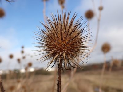 Dipsacus strigosus, photographed by Skjold Søndergaard