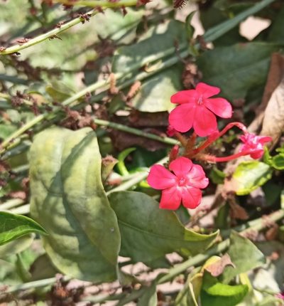 Plumbago indica, photographed by Sabarni Sarker