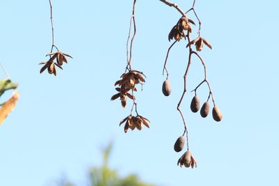 Cedrela odorata, photographed by Brian Oakes Haiti Hunter