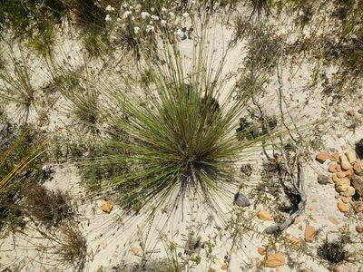 Ficinia anysbergensis, photographed by Charles Stirton