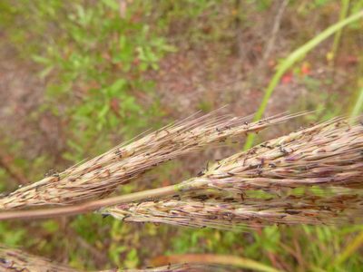 Erianthus alopecuroides, photographed by cwarneke