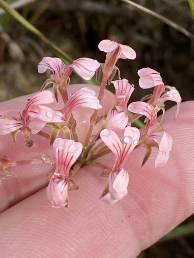 Pelargonium gracillimum, photographed by Dave U