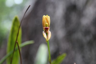 Maxillaria lineolata, photographed by Ricard Busquets Reverte