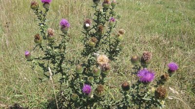 Cirsium ciliatum, photographed by Nikita Gerasin