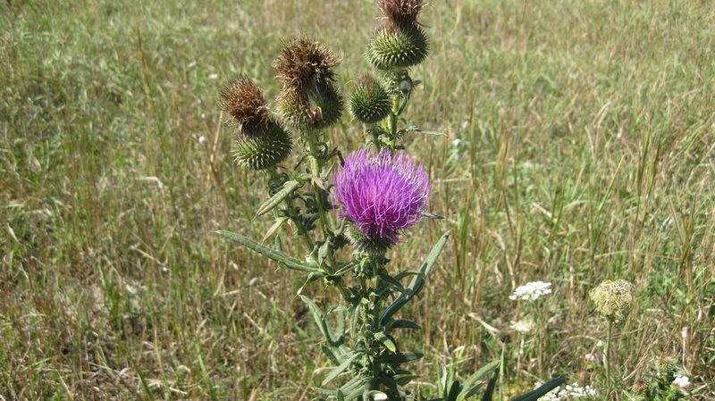 Cirsium ciliatum, photographed by Nikita Gerasin