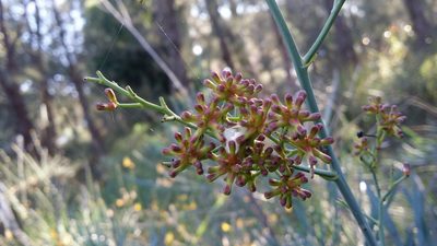 Stirlingia latifolia, photographed by Helium Luo