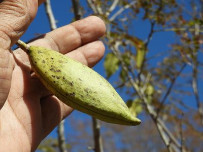 Amphilophium paniculatum, photographed by Francisco Farriols Sarabia