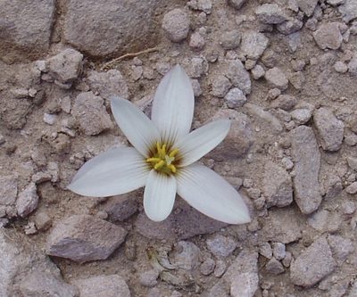 Zephyranthes andina, photographed by Jean-Paul Boerekamps