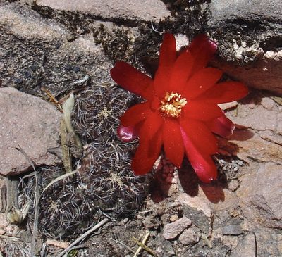 Weingartia canigueralii, photographed by Jean-Paul Boerekamps