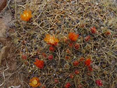 Cumulopuntia pentlandii, photographed by Jean-Paul Boerekamps
