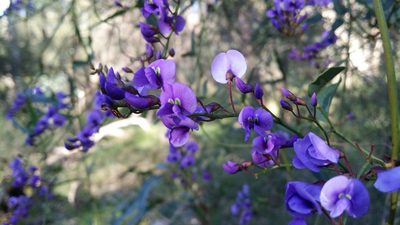 Hardenbergia comptoniana, photographed by Helium Luo