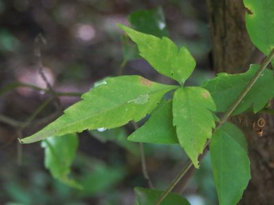 Urvillea uniloba, photographed by Joselin Listur
